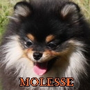  Molesse 